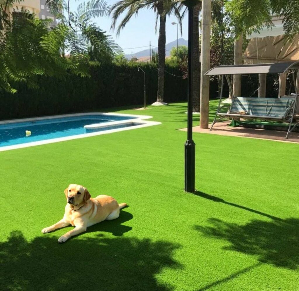 Perro tumbado sobre césped artificial en un jardín con piscina en Gran Canaria
